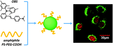 Graphical abstract: The preparation of organoboron-based stilbene nanoparticles for cell imaging