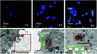 Graphical abstract: Fabrication of hybridized nanoparticles with aggregation-induced emission characteristics and application for cell imaging
