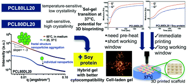 Graphical abstract: Preparation and characterization of a biodegradable polyurethane hydrogel and the hybrid gel with soy protein for 3D cell-laden bioprinting