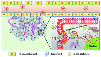 Graphical abstract: Tumor therapy: targeted drug delivery systems