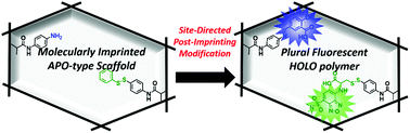 Graphical abstract: Fluorescence signaling molecularly imprinted polymers for antibiotics prepared via site-directed post-imprinting introduction of plural fluorescent reporters within the recognition cavity