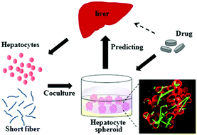Graphical abstract: Spheroid culture of primary hepatocytes with short fibers as a predictable in vitro model for drug screening
