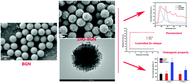 Graphical abstract: ZnO quantum dots modified bioactive glass nanoparticles with pH-sensitive release of Zn ions, fluorescence, antibacterial and osteogenic properties