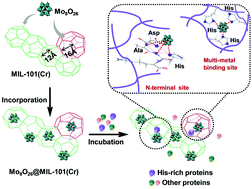 Graphical abstract: An octamolybdate-metal organic framework hybrid for the efficient adsorption of histidine-rich proteins