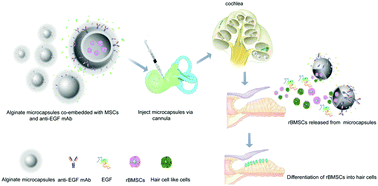 Graphical abstract: Alginate microcapsules co-embedded with MSCs and anti-EGF mAb for the induction of hair cell-like cells in guinea pigs by taking advantage of host EGF
