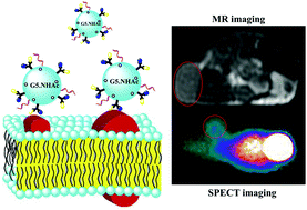 Graphical abstract: The design of a multifunctional dendrimer-based nanoplatform for targeted dual mode SPECT/MR imaging of tumors
