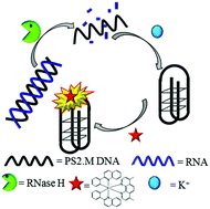 Graphical abstract: Iridium(iii) complexes with 1,10-phenanthroline-based N^N ligands as highly selective luminescent G-quadruplex probes and application for switch-on ribonuclease H detection
