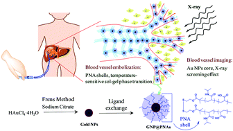 Graphical abstract: Temperature sensitive p(N-isopropylacrylamide-co-acrylic acid) modified gold nanoparticles for trans-arterial embolization and angiography