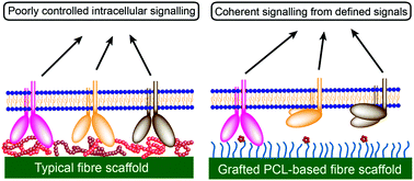 Graphical abstract: Controlling integrin-based adhesion to a degradable electrospun fibre scaffold via SI-ATRP