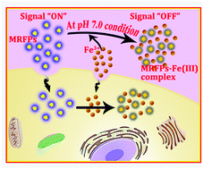 Graphical abstract: Bio-friendly Maillard reaction fluorescent products from glutathione and ascorbic acid for the rapid and label-free detection of Fe3+ in living cells