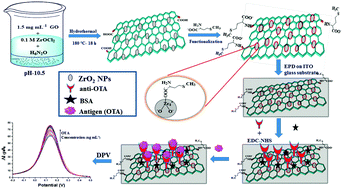 Graphical abstract: Amino acid functionalized ZrO2 nanoparticles decorated reduced graphene oxide based immunosensor