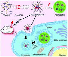 Graphical abstract: Photothermally induced accumulation and retention of polymeric nanoparticles in tumors for long-term fluorescence imaging