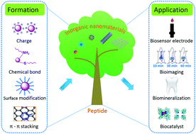 Graphical abstract: Design, fabrication, and biomedical applications of bioinspired peptide–inorganic nanomaterial hybrids
