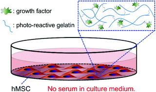 Graphical abstract: Serum-free culturing of human mesenchymal stem cells with immobilized growth factors