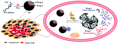 Graphical abstract: Coumarin polycaprolactone polymeric nanoparticles: light and tumor microenvironment activated cocktail drug delivery