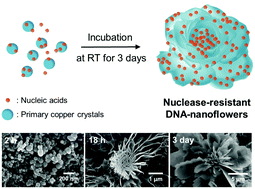 Graphical abstract: A simple and eco-friendly one-pot synthesis of nuclease-resistant DNA–inorganic hybrid nanoflowers