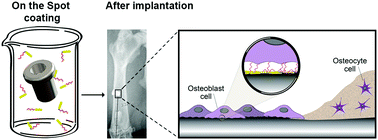 Graphical abstract: Peptide coating applied on the spot improves osseointegration of titanium implants