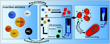 Graphical abstract: Investigation of luminescent mechanism: N-rich carbon dots as luminescence centers in fluorescent hydroxyapatite prepared using a typical hydrothermal process