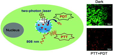 Graphical abstract: Indocyanine green-platinum porphyrins integrated conjugated polymer hybrid nanoparticles for near-infrared-triggered photothermal and two-photon photodynamic therapy