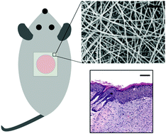 Graphical abstract: Chitosan–poly(caprolactone) nanofibers for skin repair