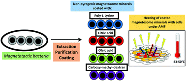 Graphical abstract: Biocompatible and stable magnetosome minerals coated with poly-l-lysine, citric acid, oleic acid, and carboxy-methyl-dextran for application in the magnetic hyperthermia treatment of tumors