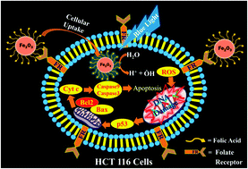 Graphical abstract: A novel nanohybrid for cancer theranostics: folate sensitized Fe2O3 nanoparticles for colorectal cancer diagnosis and photodynamic therapy