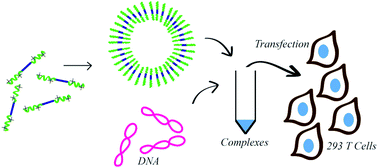 Graphical abstract: Characterization of complexes made of polylysine–polyleucine–polylysine and pDNA