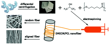 Graphical abstract: Fabrication and characterization of electrospun nanofibers composed of decellularized meniscus extracellular matrix and polycaprolactone for meniscus tissue engineering