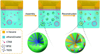 Graphical abstract: Mesoporous organosilica nanoparticles with large radial pores via an assembly-reconstruction process in bi-phase