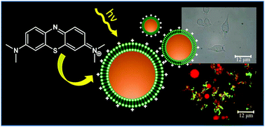 Graphical abstract: Methylene blue-containing liposomes as new photodynamic anti-bacterial agents