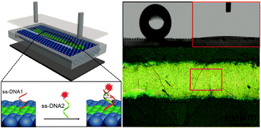 Graphical abstract: Fabrication of optomicrofluidics for real-time bioassays based on hollow sphere colloidal photonic crystals with wettability patterns