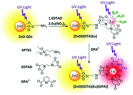 Graphical abstract: Europium-decorated ZnO quantum dots as a fluorescent sensor for the detection of an anthrax biomarker