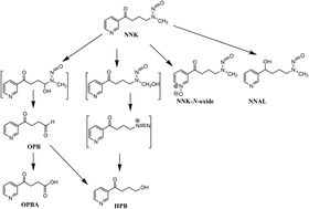 Graphical abstract: The inhibition of cytochrome P450 2A13-catalyzed NNK metabolism by NAT, NAB and nicotine
