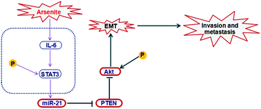 Graphical abstract: MicroRNA-21 activation of Akt via PTEN is involved in the epithelial–mesenchymal transition and malignant transformation of human keratinocytes induced by arsenite