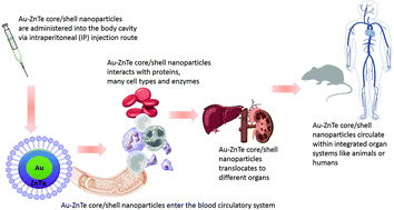 Graphical abstract: An in vitro and in vivo bio-interaction responses and biosafety evaluation of novel Au–ZnTe core–shell nanoparticles