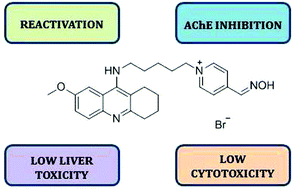 Graphical abstract: A 7-methoxytacrine–4-pyridinealdoxime hybrid as a novel prophylactic agent with reactivation properties in organophosphate intoxication