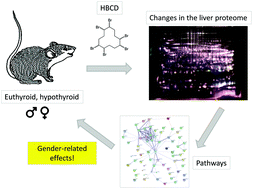 Graphical abstract: Gender specific differences in the liver proteome of rats exposed to short term and low-concentration hexabromocyclododecane (HBCD)