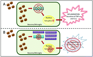 Graphical abstract: Modulation of miRNA-155 alters manganese nanoparticle-induced inflammatory response