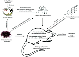 Graphical abstract: Resveratrol and pterostilbene attenuated smokeless tobacco induced cardiovascular aberrations in estrogen deficient female rats