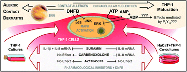 Graphical abstract: Adenosine diphosphate involvement in THP-1 maturation triggered by the contact allergen 1-fluoro-2,4-dinitrobenzene