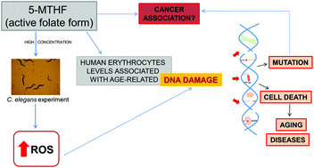 Graphical abstract: DNA damage in the elderly is associated with 5-MTHF levels: a pro-oxidant activity