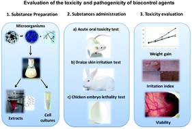 Graphical abstract: Evaluation of the toxicity and pathogenicity of biocontrol agents in murine models, chicken embryos and dermal irritation in rabbits