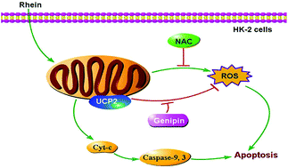 Graphical abstract: The UCP2-related mitochondrial pathway participates in rhein-induced apoptosis in HK-2 cells