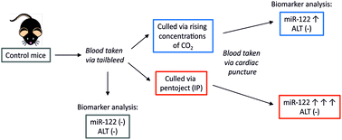 Graphical abstract: Circulating levels of miR-122 increase post-mortem, particularly following lethal dosing with pentobarbital sodium: implications for pre-clinical liver injury studies