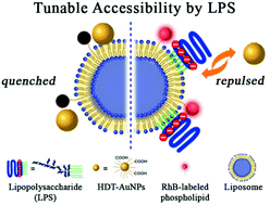 Graphical abstract: Tunable accessibility of dye-doped liposomes towards gold nanoparticles for fluorescence sensing of lipopolysaccharide