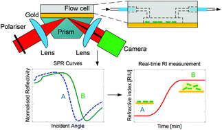 Graphical abstract: Monitoring of bacterial film formation and its breakdown with an angular-based surface plasmon resonance biosensor