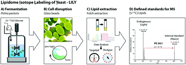 Graphical abstract: LILY-lipidome isotope labeling of yeast: in vivo synthesis of 13C labeled reference lipids for quantification by mass spectrometry