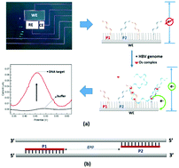 Graphical abstract: An innovative chemical strategy for PCR-free genetic detection of pathogens by an integrated electrochemical biosensor