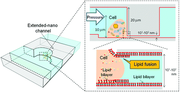 Graphical abstract: Micro/extended-nano sampling interface from a living single cell