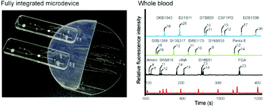 Graphical abstract: A fully integrated microchip system for automated forensic short tandem repeat analysis